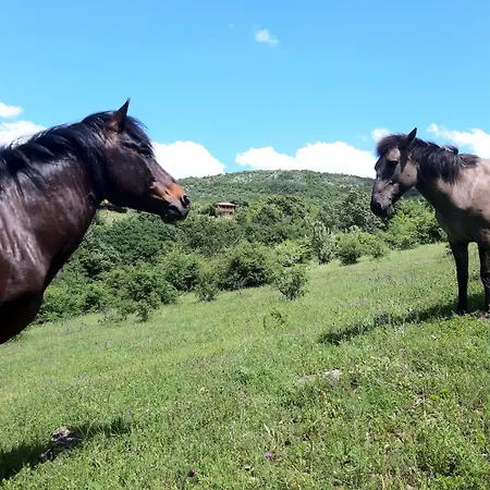 Magarija 2 Dimitrovgrad